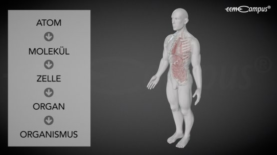 biologische Strahlenwirkung
